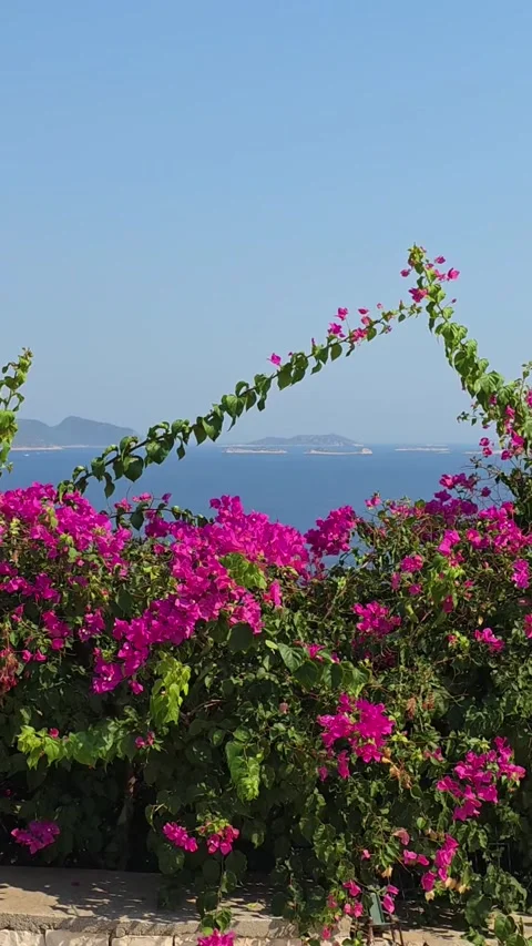 Kas, Turkey - August 23, 2026 Walking past bougainvillea fence Stock Footage 345145359