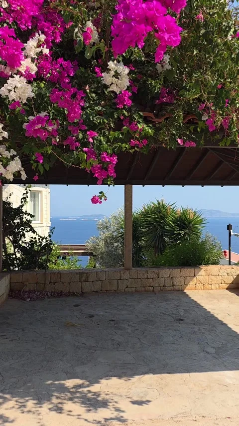 Kas, Turkey - August 23, 2026 Bougainvillea canopy and sea view Stock Footage 345145360