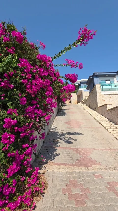 Kas, Turkey - August 23, 2026 Villa road and bougainvillea view Stock Footage 345145440