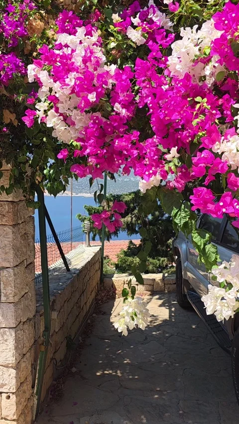 Kas, Turkey - August 23, 2026 Blooming bougainvillea and sea view Stock Footage 345145582