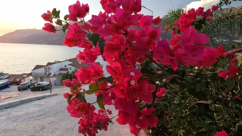 Kas, Turkey - August 29, 2026 Bougainvillea, houses and sea at sunset Stock Footage 345138859