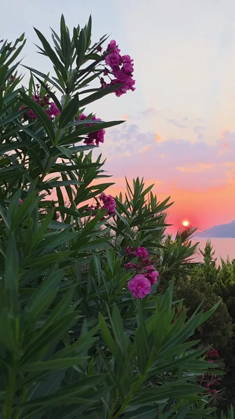 Kas, Turkey Sunset over sea through flowers and greenery Stock Footage 345145218