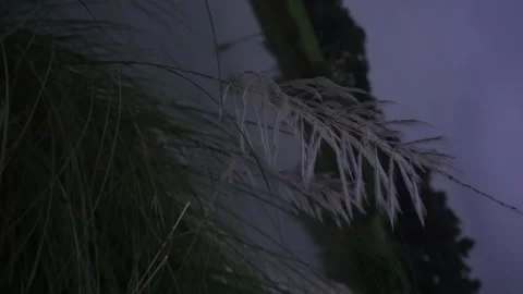 Kashful garden Stock Footage 250998653