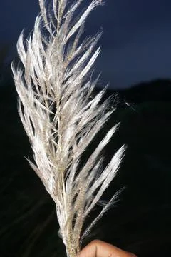 Kashful Stock Photos