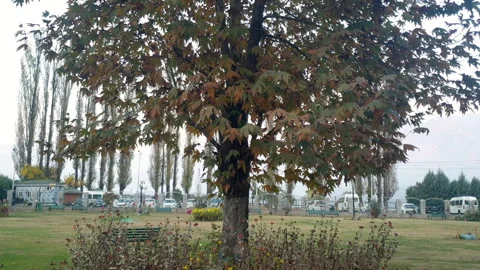 Kashmir famous oriental tree which is also called Chinar tree Stock Footage 295877522