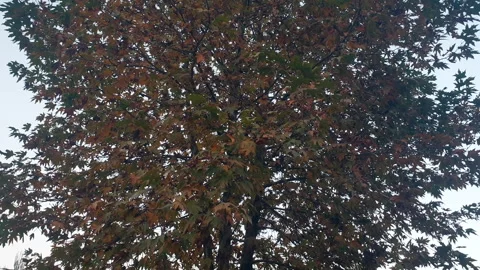 Kashmir famous oriental tree which is also called Chinar tree Stock Footage 295878081