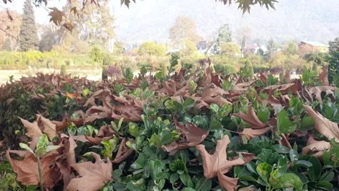 Kashmir famous oriental tree which is also called Chinar tree Stock Footage 295878979