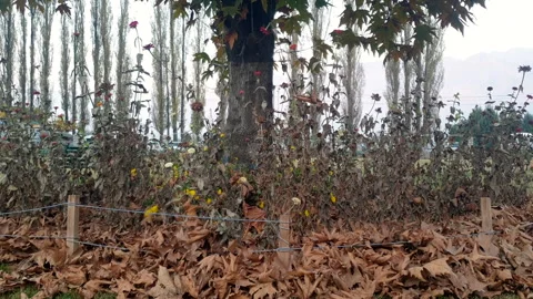Kashmir famous oriental tree which is also called Chinar tree Stock Footage 295879524