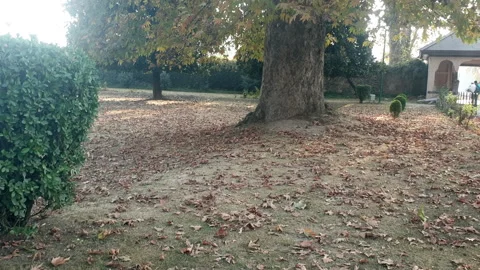 Kashmir famous oriental tree which is also called Chinar tree Video stock 295879794