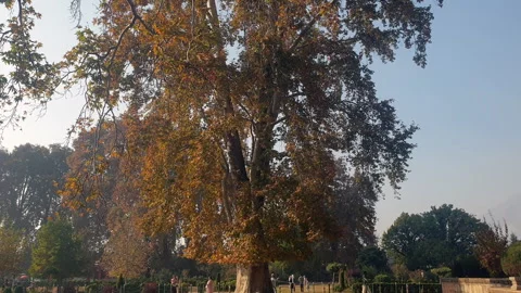 Kashmir famous oriental tree which is also called Chinar tree Video stock 295879902