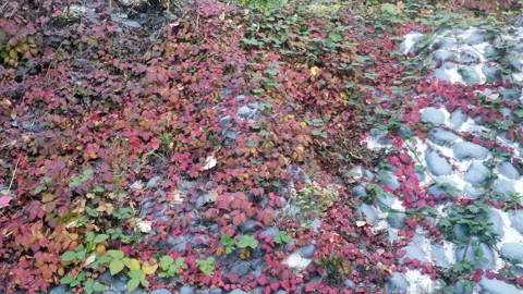 Kashmir famous oriental tree which is also called Chinar tree Video stock 295880444