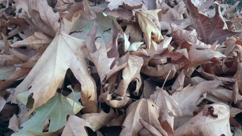 Kashmir famous oriental tree which is also called Chinar tree Video stock 295880768
