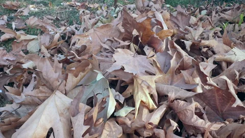 Kashmir famous oriental tree which is also called Chinar tree Video stock 295880920