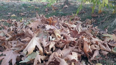 Kashmir famous oriental tree which is also called Chinar tree Video stock 295881109