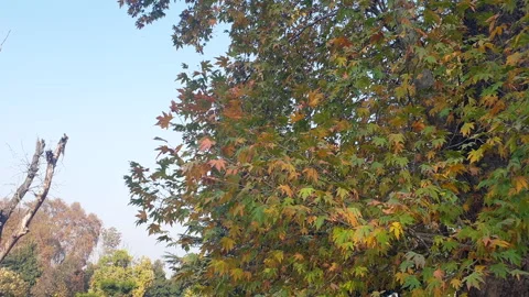 Kashmir famous oriental tree which is also called Chinar tree Video stock 295881245
