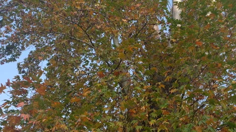 Kashmir famous oriental tree which is also called Chinar tree Video stock 295917148