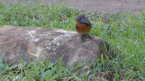 Kashmir Flycatcher Vidéo 64856003