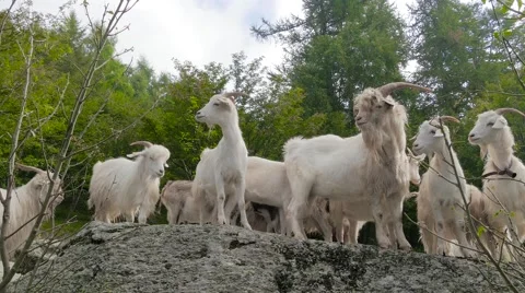 Kashmir goats portrait 스톡 동영상 54421183