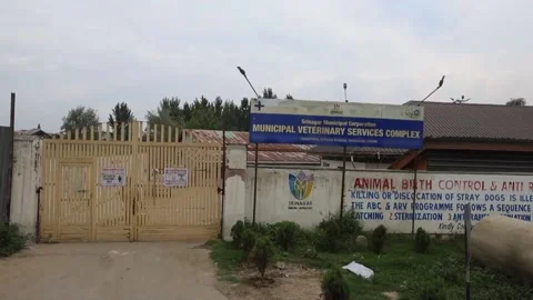 Kashmir steps up sterilisation programme in response to stray dog crisis, INDIA, Stock-Footage 317546162