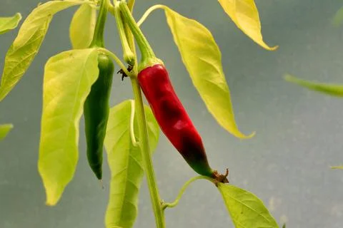 Kashmiri Mirch Chilli. Stock Photos