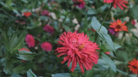 Kasman Sabara Stock Footage 238436398