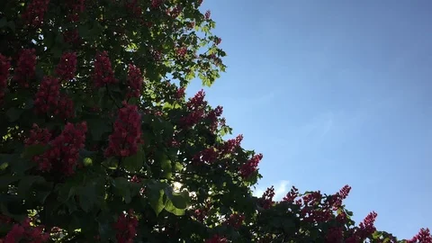 Kastanie Stock Footage 121107761