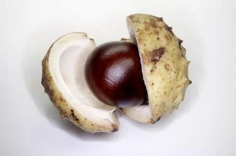 Kastanie Stock Photos