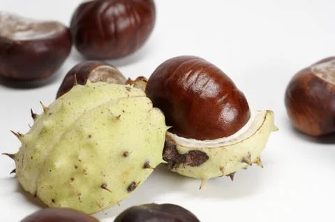 Kastanie Stock Photos