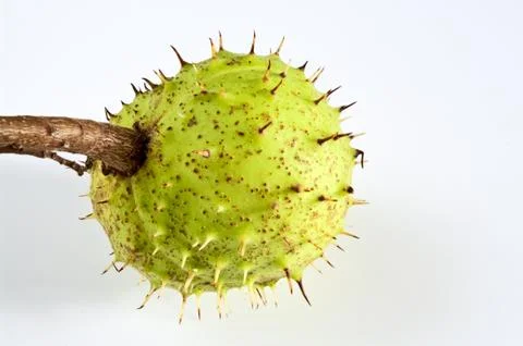 Kastanie Stock Photos