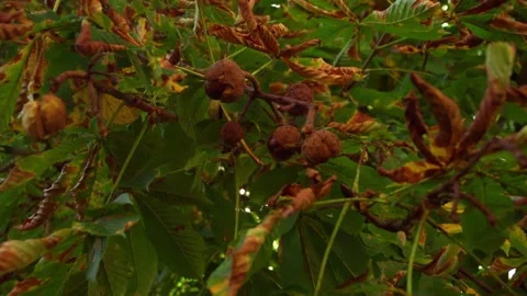Kastanienbaum Herbst Stock Footage 163641794