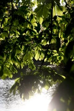 Kastanienbaum Stock Photos