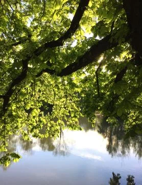 Kastanienbaum Stock Photos