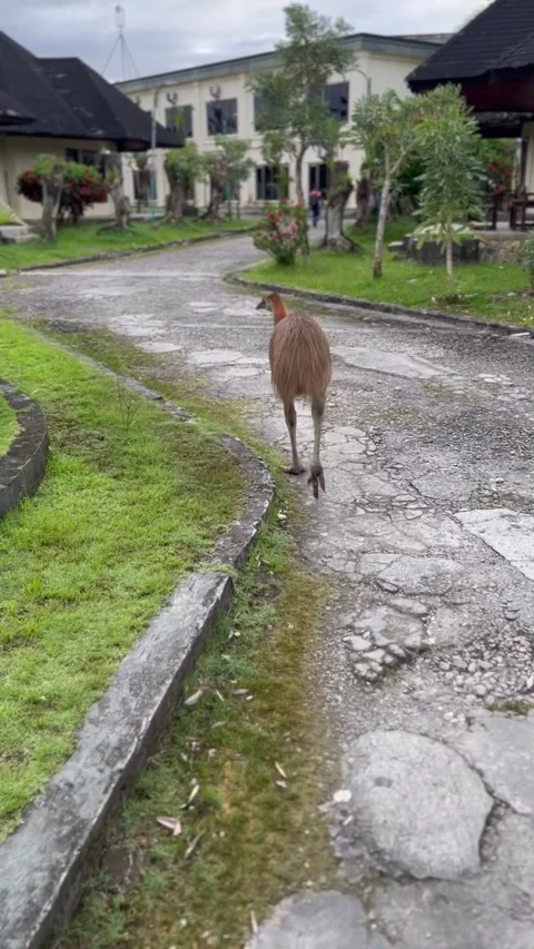 Kasuari Stock Footage 243411587