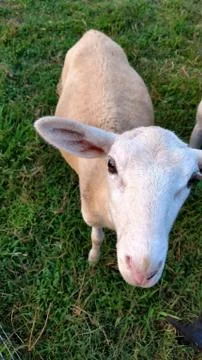 Katahdin ewe lamb looking up at camera Foto stock
