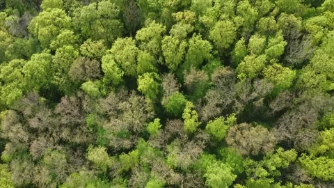 Katarínka Monastery Stock Footage 195311998