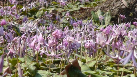 Kataruki Blooming Stock Footage 327430818
