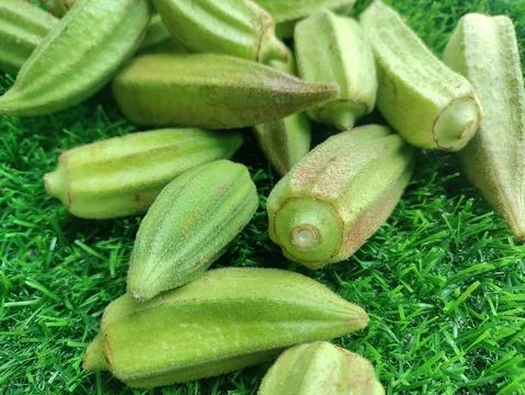 Kate Bhendi or Bhindi or okra or Louisiana Short Pod Heirloom Okra. Stock Photos