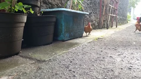 Kate Stock-Footage 154228486