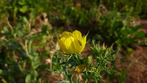 Kateli ka phool. Stock Footage 148985077