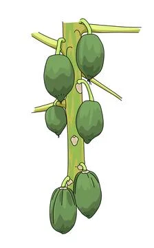 Kates Stock Illustration