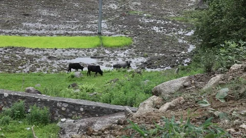 Kathmandu, Nepal; Three Achham Cattle Grazing Stock Footage 86758340