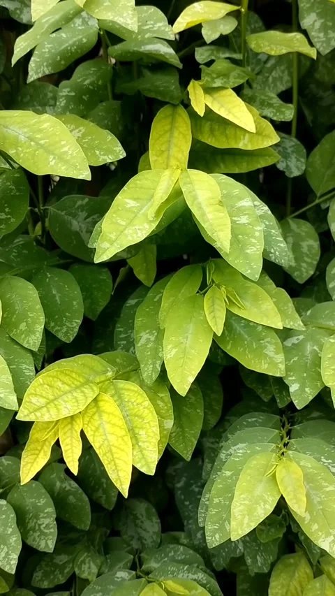 Katu plant Stock Footage 325980400