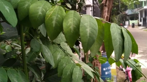 Katuk leaves Stock Footage 218411396