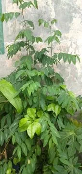 Katuk leaves Foto stock