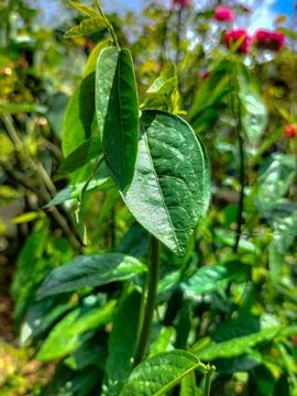 Katuk leaves Stock Photos