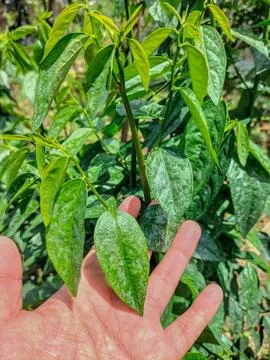 Katuk leaves Stock Photos