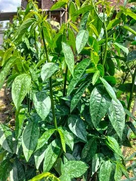 Katuk leaves Stock Photos