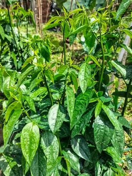 Katuk tree Stock Photos