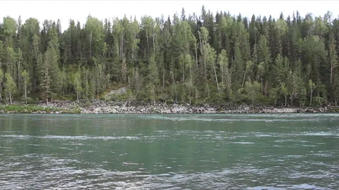 Katun River flowing along trees in summer, Altai, Russia Stock Footage 100101344