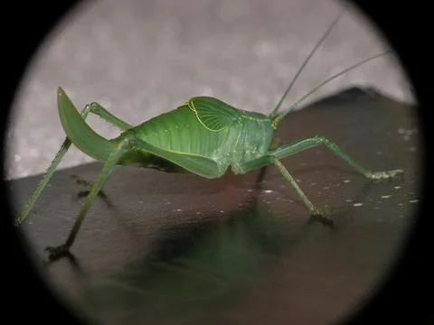 Katydid -2 Stock Photos